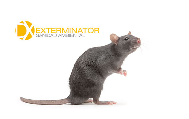 Desratización en Alcalá de Henares | Desinfecciones Exterminator